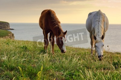 Papier peint  Chevaux en pâturage