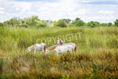 Papier peint  Chevaux en pâturage dans le pré