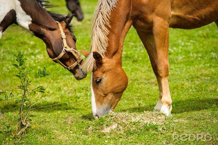 Papier peint  Chevaux en train de brouter l'herbe verte