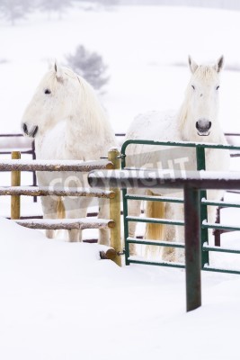 Papier peint  Chevaux enneigés dans la ferme