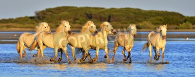 Papier peint  Chevaux et montagnes en arrière-plan