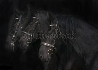 Papier peint  Chevaux frisons noirs