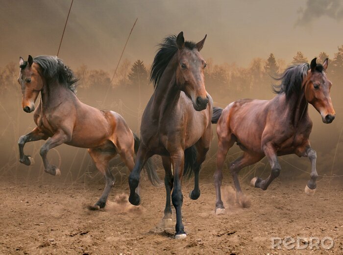 Papier peint  Chevaux galopant dans le brouillard