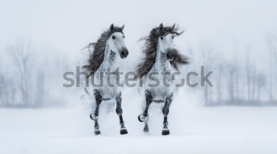 Papier peint  Chevaux gris galopant dans la neige