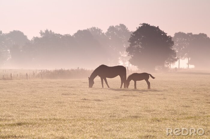 Papier peint  Chevaux le matin dans le brouillard