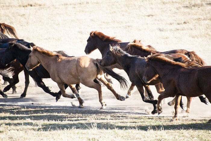 Papier peint  Chevaux majestueux au galop