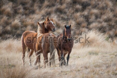 Papier peint  Chevaux marron sur l'herbe