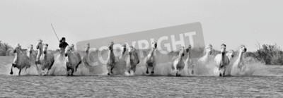 Papier peint  Chevaux noir et blanc