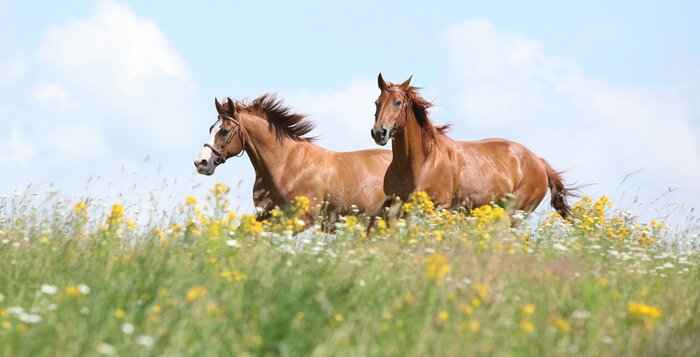 Papier peint  Chevaux noirs dans les fleurs
