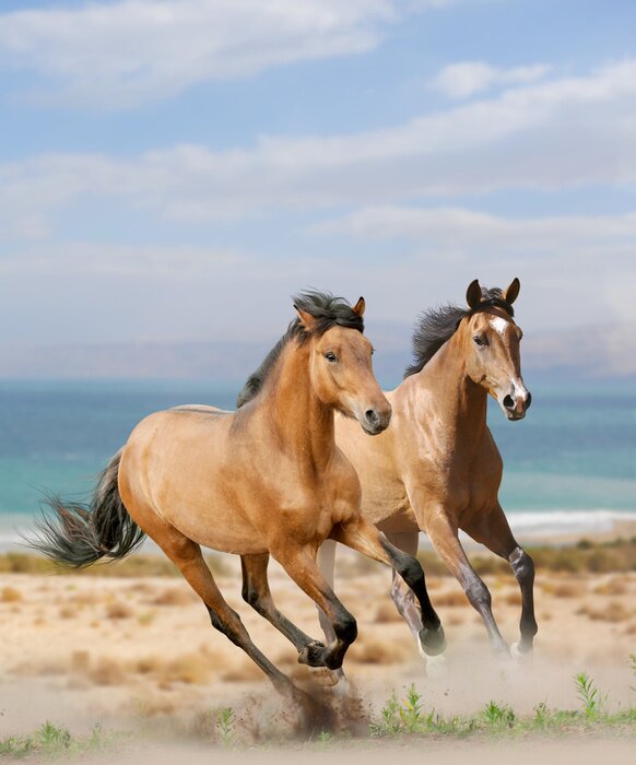 Papier peint  Chevaux noirs sur la plage
