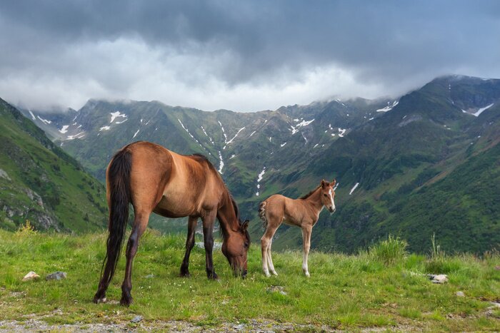 Papier peint  Chevaux pâturage dans les montagnes
