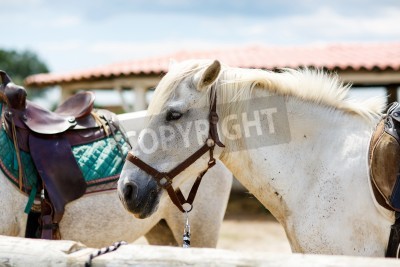 Papier peint  Chevaux près de l'enclos
