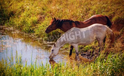 Papier peint  Chevaux qui boivent l'eau de la rivière