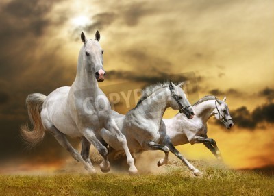 Papier peint  Chevaux qui courent dans l'herbe