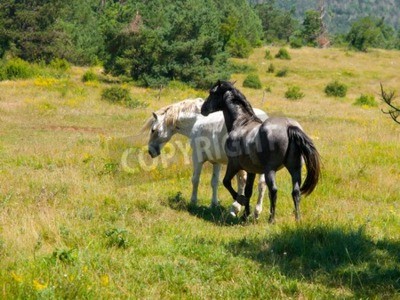 Papier peint  Chevaux qui courent dans l'herbe verte