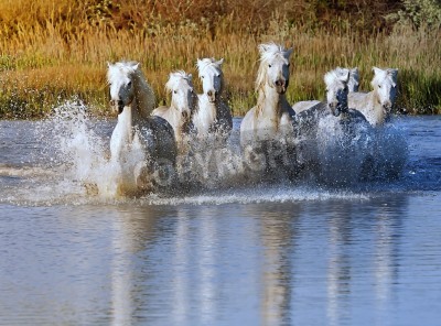 Papier peint  Chevaux qui courent dans la rivière