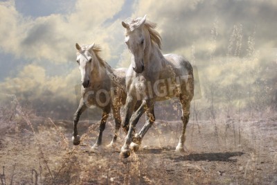 Papier peint  Chevaux qui courent dans le sable