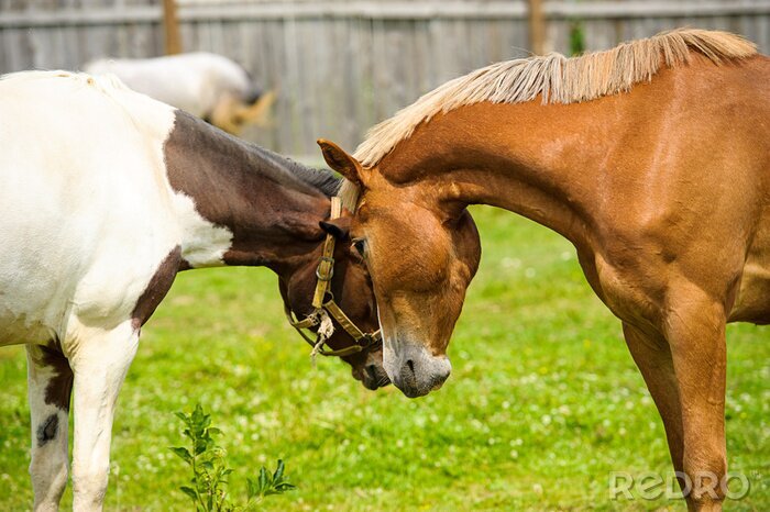Papier peint  Chevaux qui s'embrassent