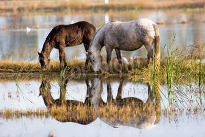 Papier peint  Chevaux reflet dans le lac