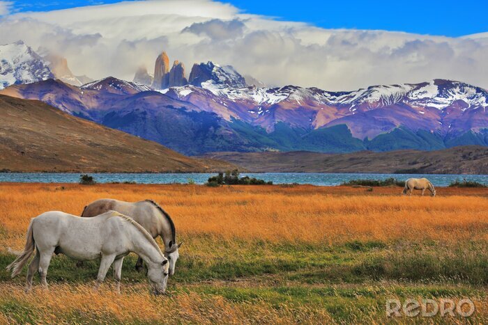 Papier peint  Chevaux sauvages dans les steppes