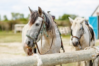 Papier peint  Chevaux sellés