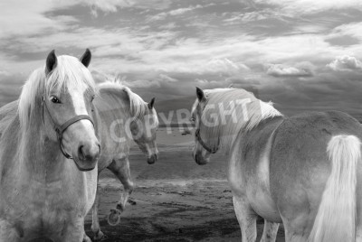 Papier peint  Chevaux sur fond de nuages