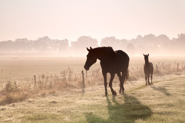 Papier peint  Chevaux sur un chemin dans le brouillard