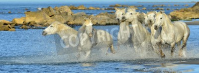 Papier peint  Chevaux sur un fond de pierres