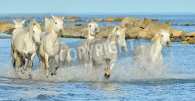Papier peint  Chevaux sur un fond de rochers