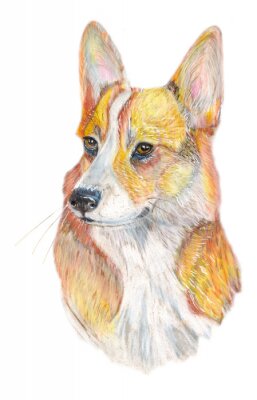 Chien, Corgi, chien, main, peint, aquarelle, Illustration, isolé, blanc, fond