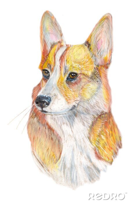 Papier peint  Chien, Corgi, chien, main, peint, aquarelle, Illustration, isolé, blanc, fond