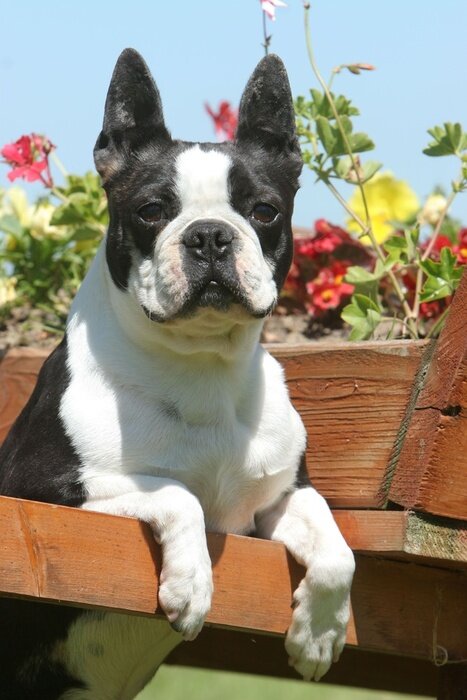 Papier peint  chien de la race boston terrier de face devant des fleurs
