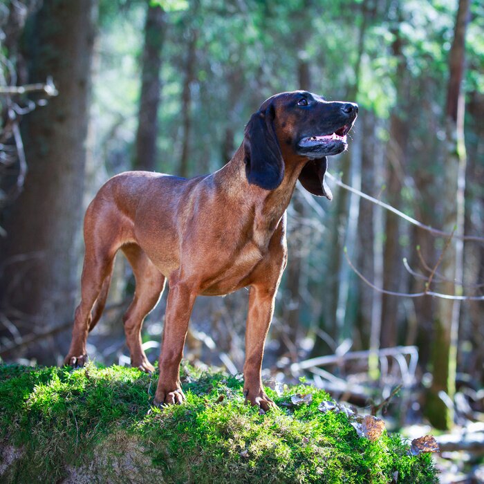 Papier peint  Chien debout sur un rocher