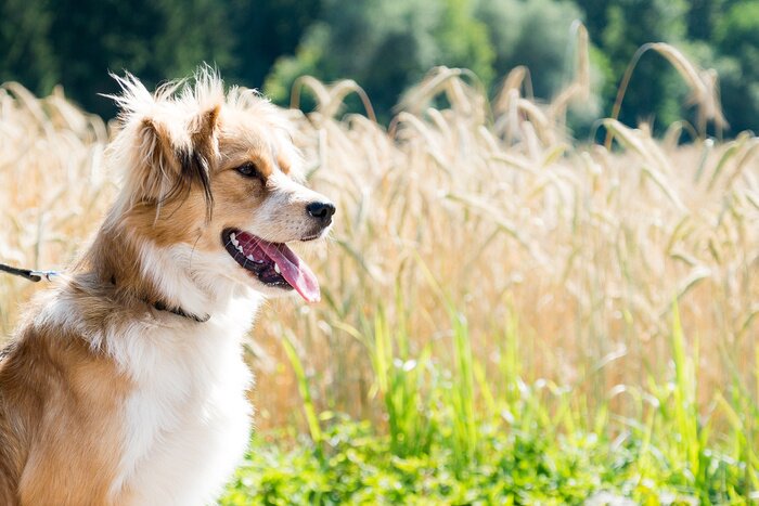 Papier peint  Chien en promenade dans le pré