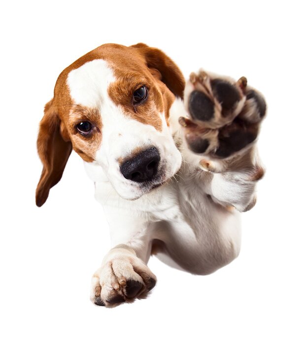 Papier peint  Chien qui donne la patte