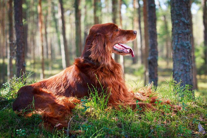Papier peint  Chien roux assis dans la forêt