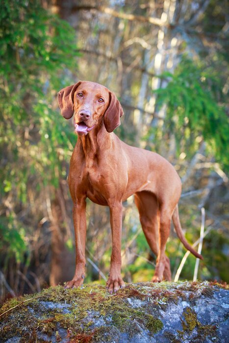 Papier peint  Chien sur fond de la forêt