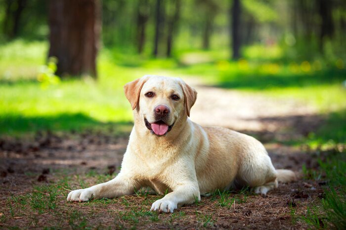 Papier peint  Chien sur un chemin de forêt