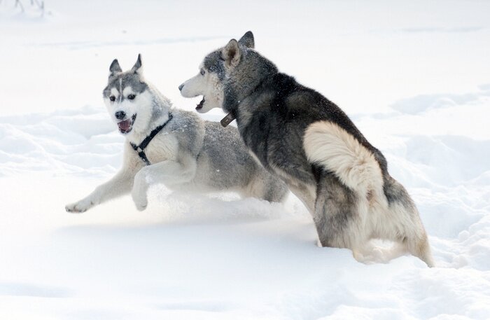 Papier peint  Chiens jouant dans la neige