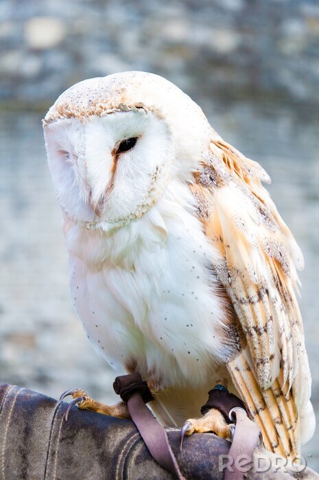 Papier peint  Chouette beige et blanche dans la forêt