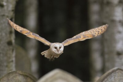 Papier peint  Chouette effraie en vol, forêt d'automne