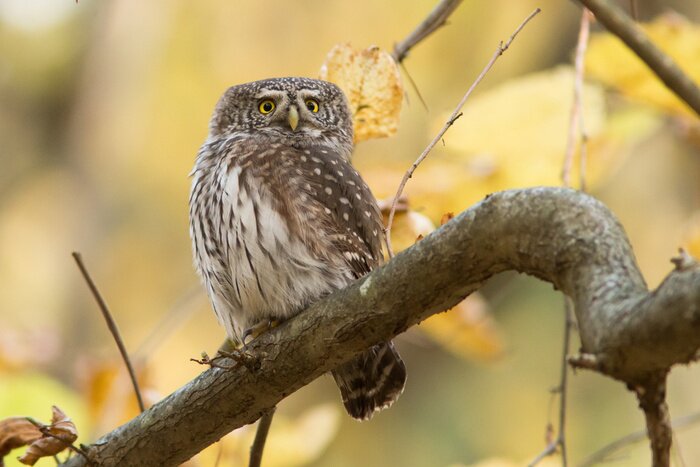Papier peint  Chouettes - Hibou pygmée (Glaucidium passerinum)