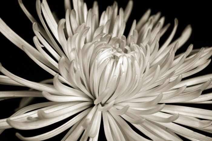 Papier peint  Chrysanthème monochrome