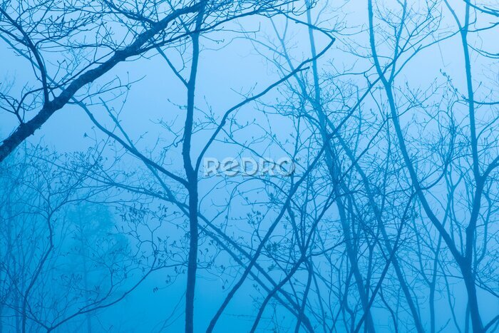 Papier peint  Ciel bleu entre les branches des arbres