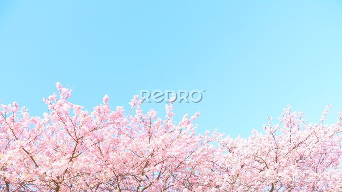 Papier peint  Ciel bleu et arbres en fleurs
