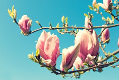 Papier peint  Ciel et magnolia rose