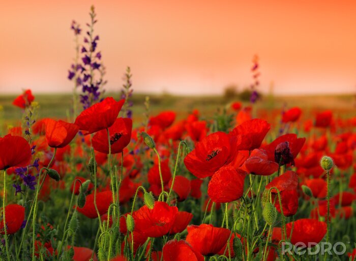 Papier peint  Ciel rose sur un champ de fleurs