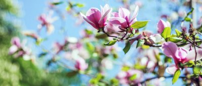 Ciel soleil et magnolias