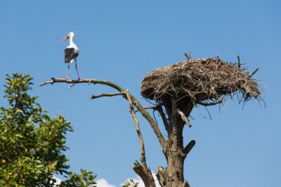 Papier peint  Cigogne sur une branche près d'un nid