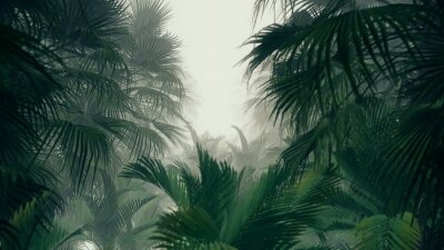 Cime des arbres de la jungle tropicale
